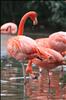 American Flamingo or Caribbean Flamingo (Phoenicopterus ruber)